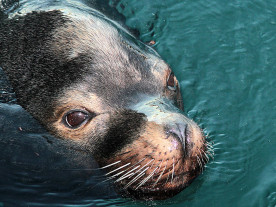 Seehund Seal Sanctuary Cornwall