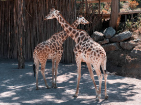 Giraffen wie im Longleat Safari Park - Familien Ausflug Südengland
