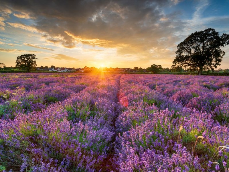 Lavendel in Somerset