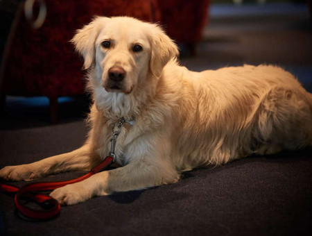 Hund im hundefreundlichen Sea View Hotel bei Looe