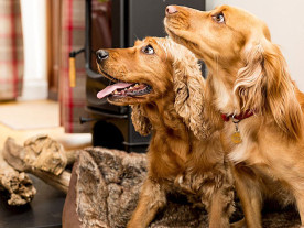 Hundefreundliche Ferienhäuser in Somerset