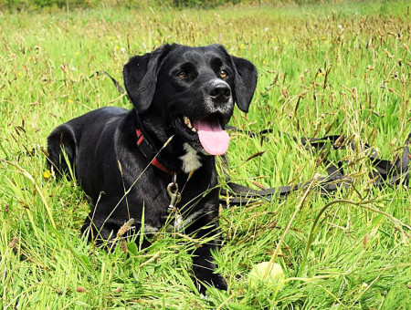 Hunde willkommen in Cottage in Devon