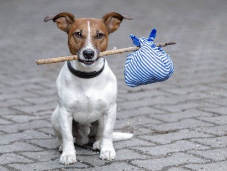 Hundefreundliche Ferienhäuser Südengland