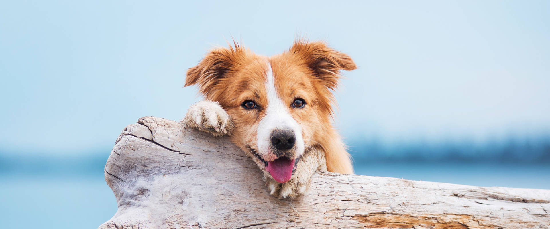 Ausflüge mit Hund Cornwall Südengland Urlaub 