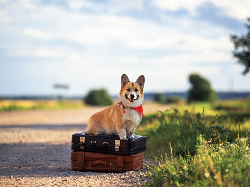 Einreise Hund England