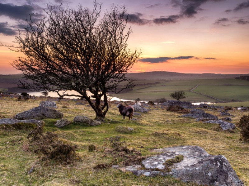 Urlaub im Bodmin Moor, Cornwall