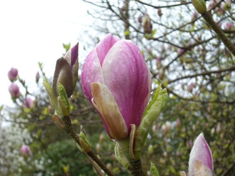 Blühende Magnolie in Cornwall