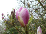 Magnolienblüte, typisch für Cornwall