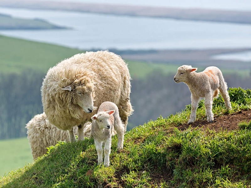 Schafe im Dartmoor - Ausflug im Familienurlaub