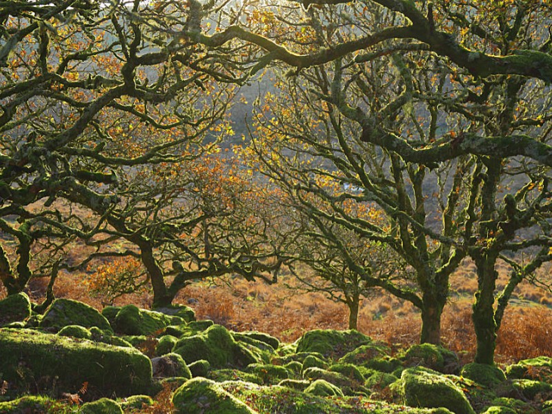 Wald im Dartmoor - Familienausflug Urlaub Devon