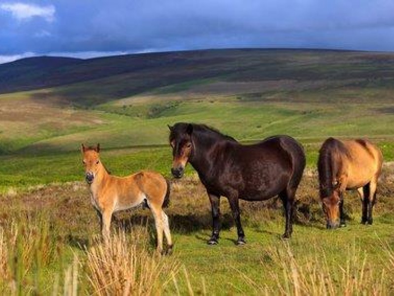 Frei lebende Ponys im Exmoor