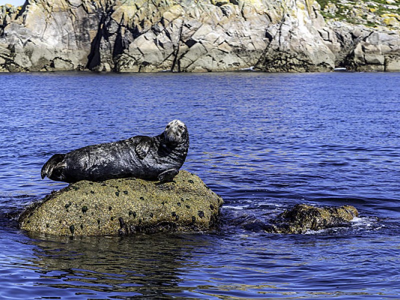 Schwimmen mit Robben auf St. Martin's - Urlaub Scilly Inseln