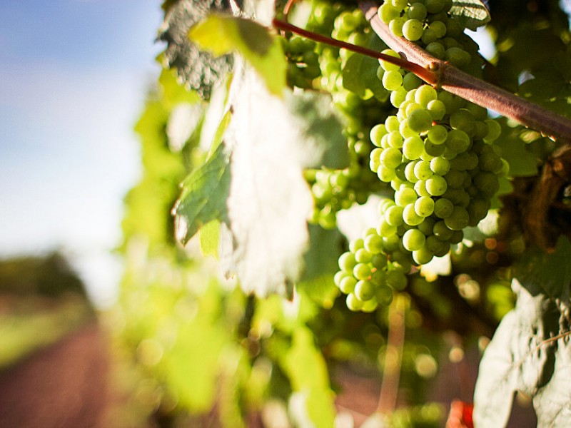 Wein und Weinberge - Südostengland Urlaub