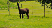 Lamas im Park