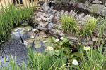 Kleiner Teich im Garten