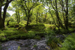 Spaziergang im Dartmoor