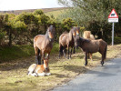 Frei lebende Ponys im Dartmoor